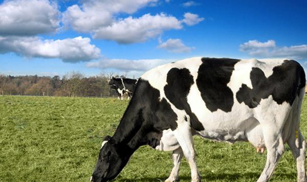 夏季奶牛养殖需要注意什么夏季奶牛养殖技巧及管理注意事项